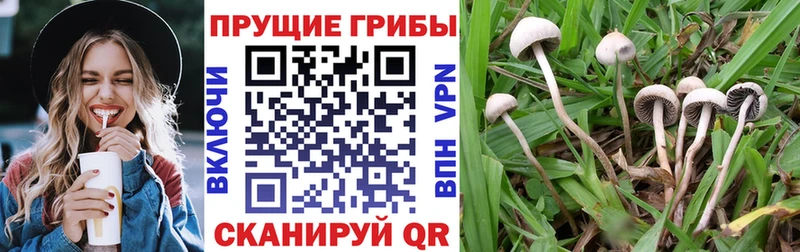 hydra как войти  Выкса  Галлюциногенные грибы MAGIC MUSHROOMS 